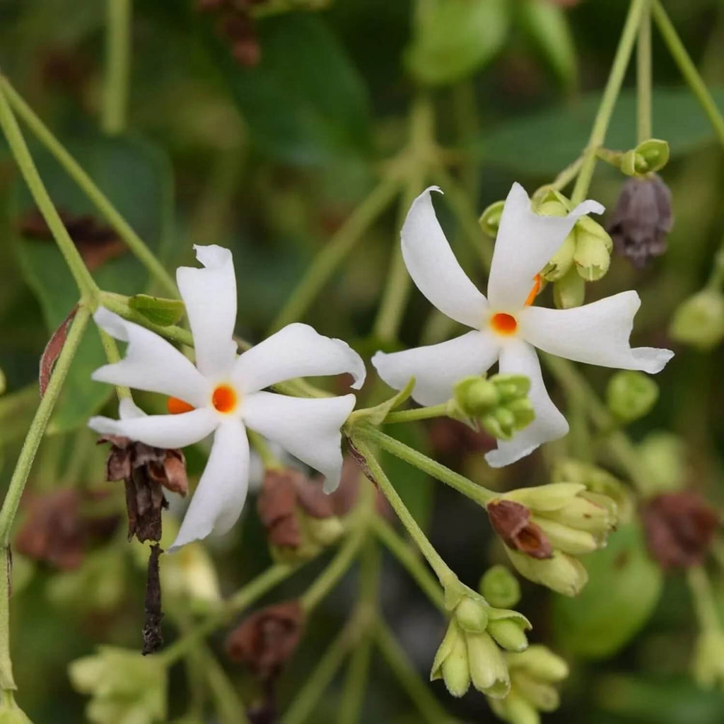 Raat Ki Rani Seeds - Heirloom Flower Garden Seeds for Growing