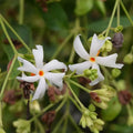 Raat Ki Rani Seeds - Heirloom Flower Garden Seeds for Growing