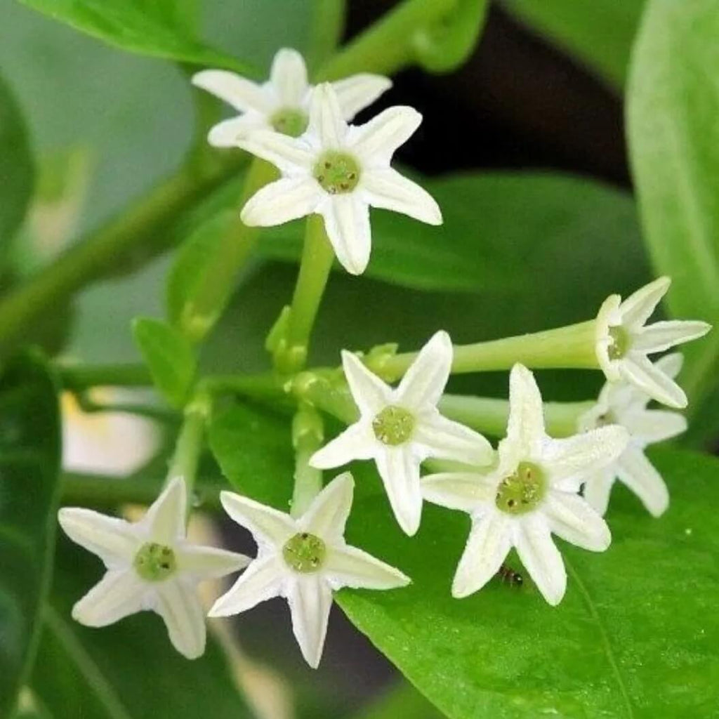 Raat Ki Rani Seeds - Heirloom Flower Garden Seeds for Growing