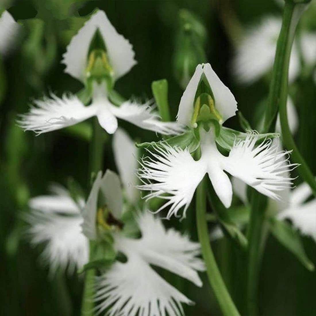Radiata Orchid Seeds -  Heirloom Flower Garden Seeds for Growing