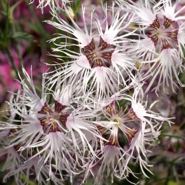 Rainbow Loveliness Dianthus Seeds - Heirloom Flower Garden Seeds for Growing