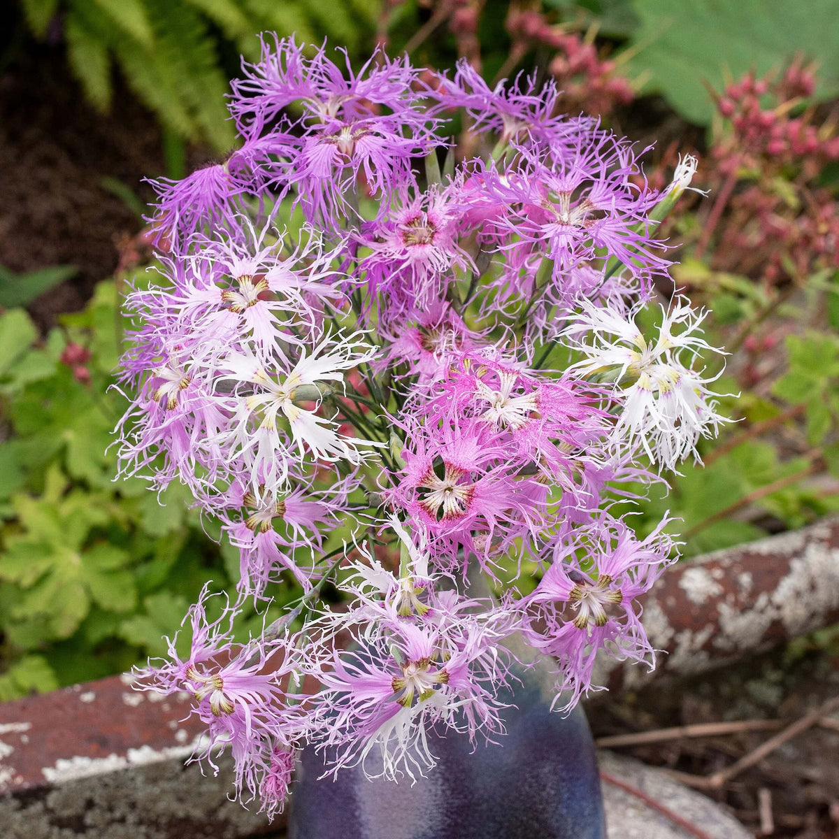 Rainbow Loveliness Dianthus Seeds - Heirloom Flower Garden Seeds for Growing