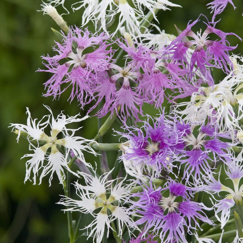 Rainbow Loveliness Dianthus Seeds - Heirloom Flower Garden Seeds for Growing