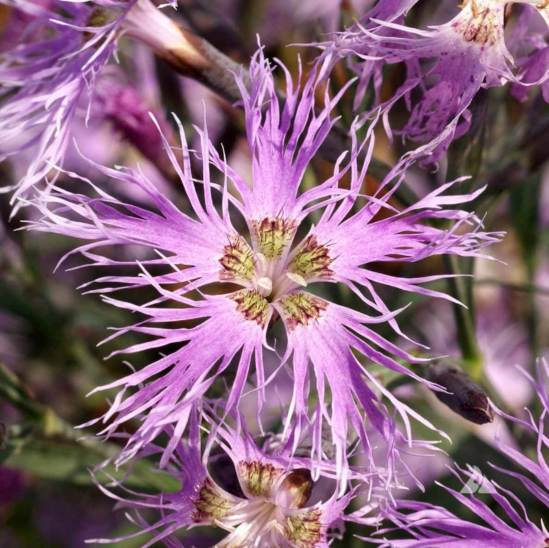 Rainbow Loveliness Dianthus Seeds - Heirloom Flower Garden Seeds for Growing