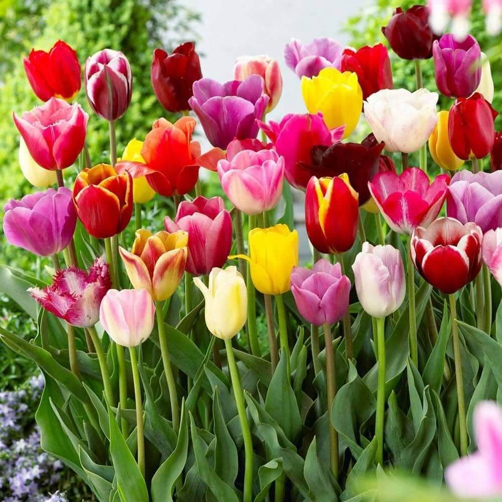 Rainbow Mix Tulip Seeds - Heirloom Flower Garden Seeds for Growing