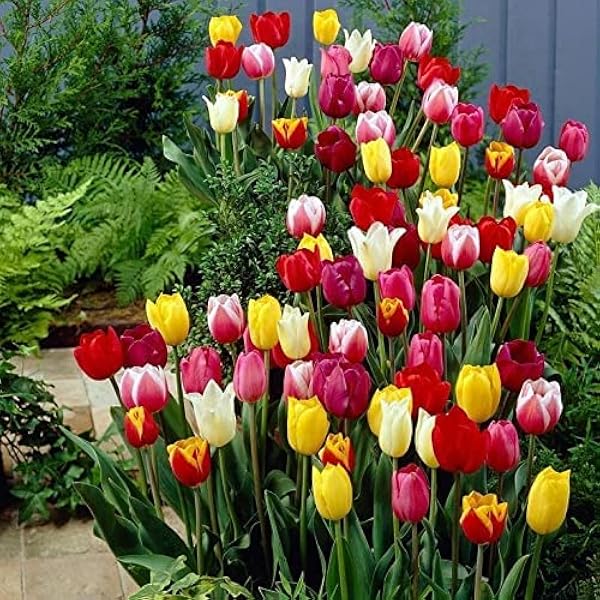Rainbow Mix Tulip Seeds - Heirloom Flower Garden Seeds for Growing
