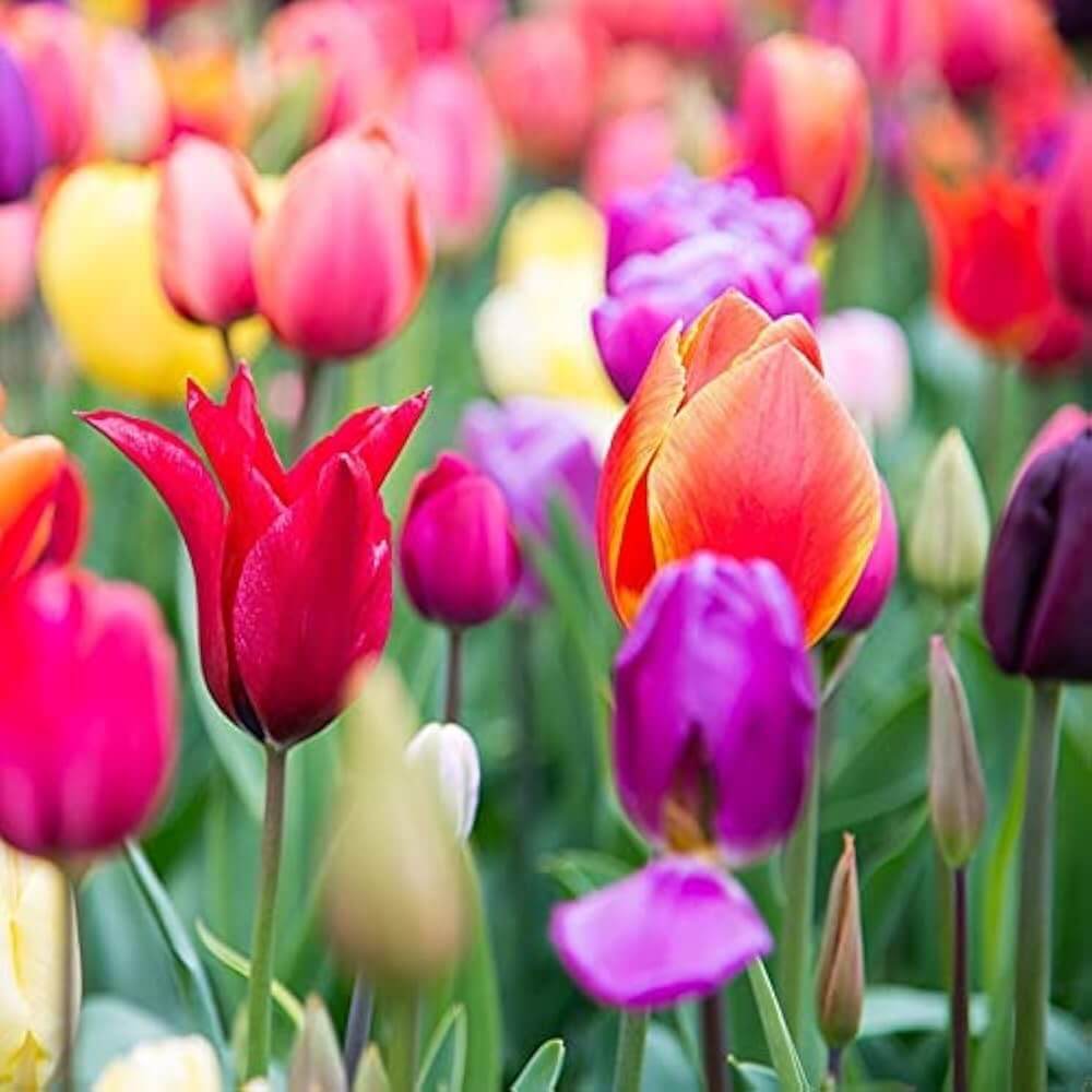 Rainbow Mix Tulip Seeds - Heirloom Flower Garden Seeds for Growing