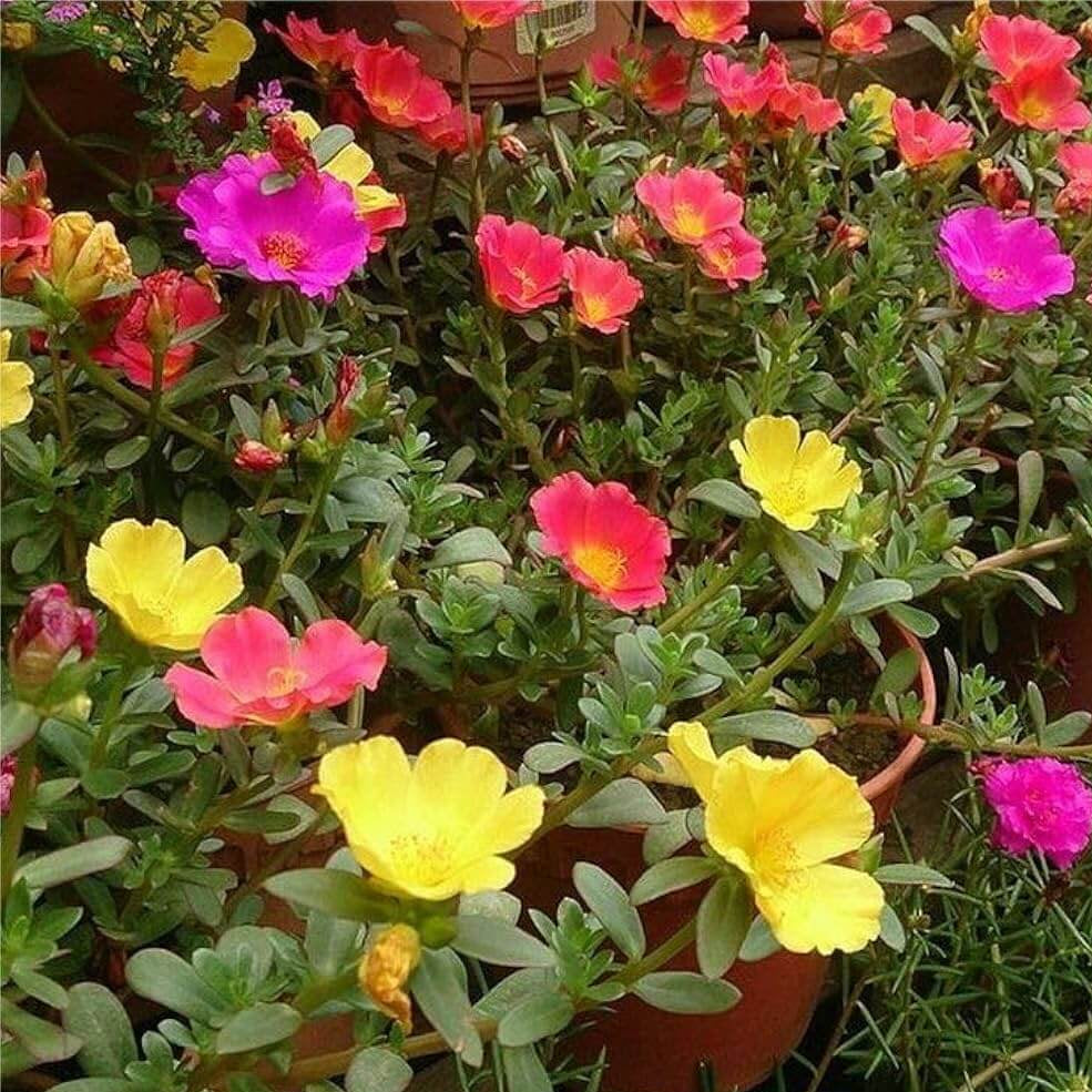 Rainbow Portulaca Seeds - Heirloom Flower Garden Seeds for Growing