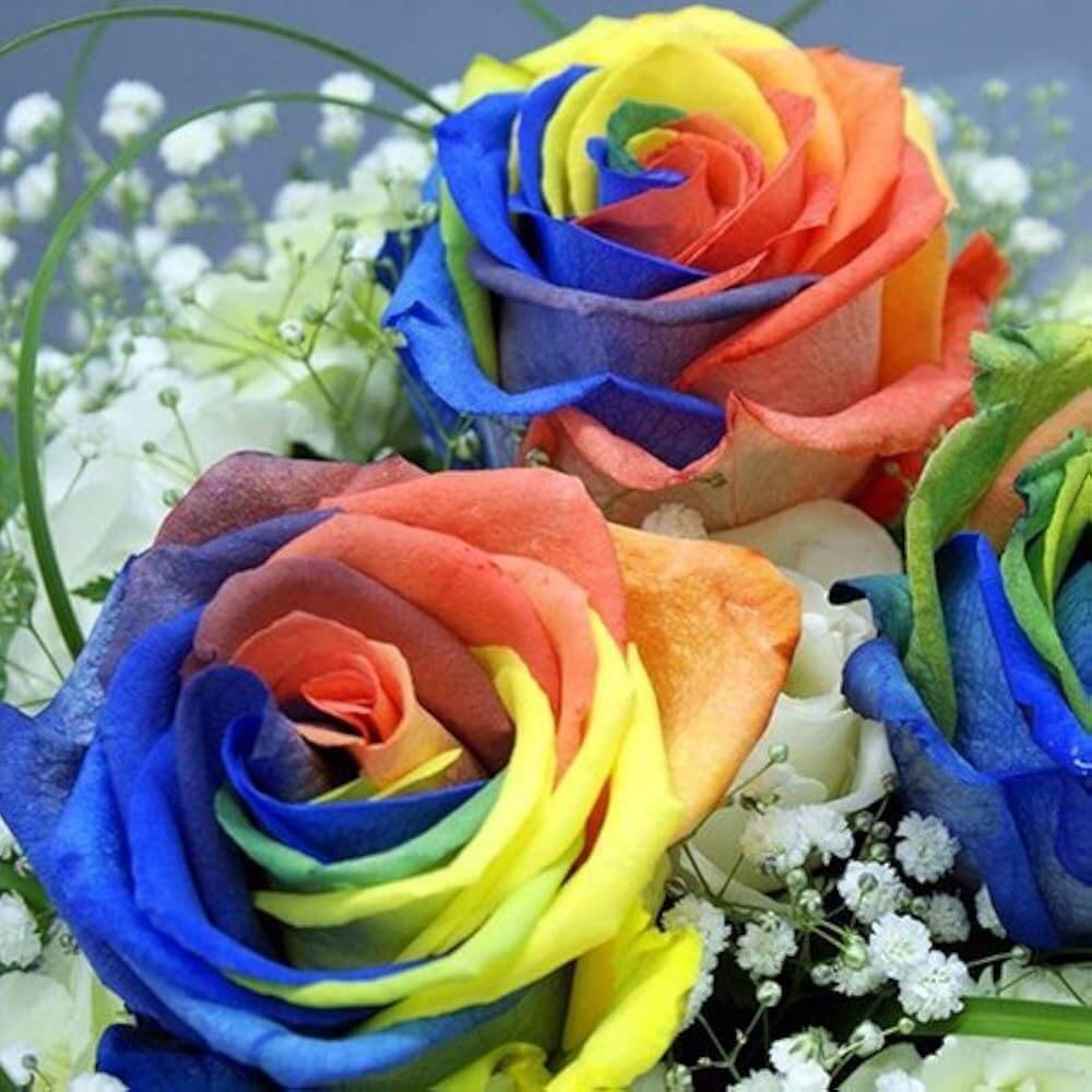 Rainbow Rose Rosa spp. Seeds - Heirloom Flower Garden Seeds for Growing