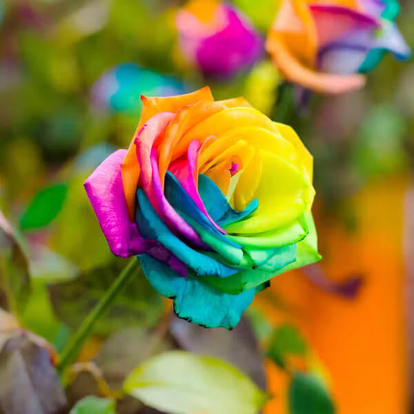 Rainbow Rose Rosa spp. Seeds - Heirloom Flower Garden Seeds for Growing