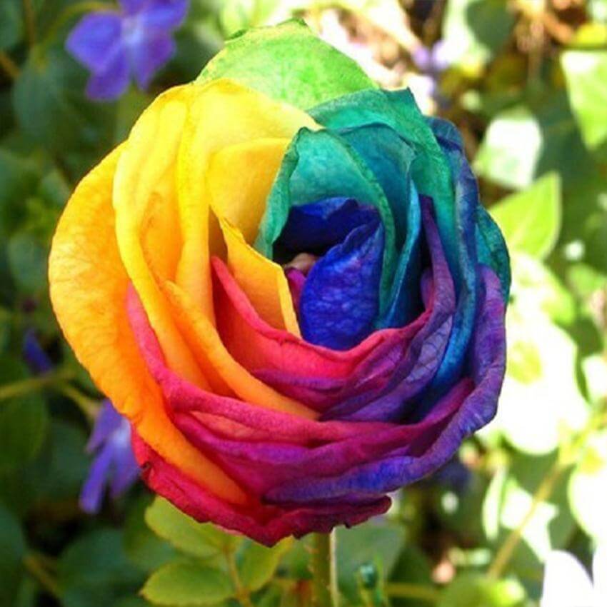 Rainbow Rose Rosa spp. Seeds - Heirloom Flower Garden Seeds for Growing