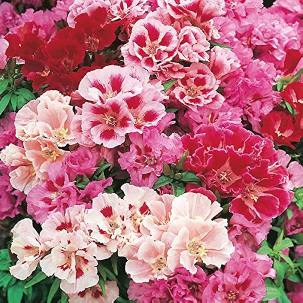 Rare Azalea Seeds - Heirloom Flower Garden Seeds for Growing