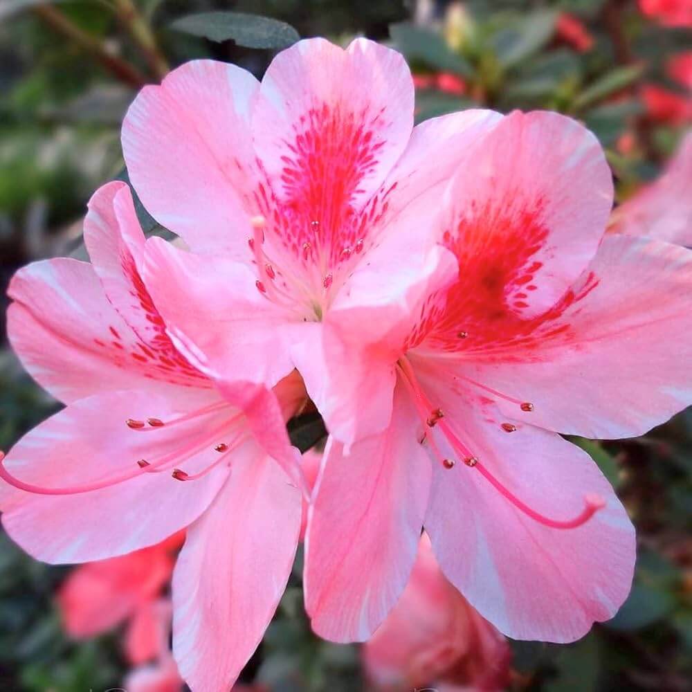 Rare Azalea Seeds - Heirloom Flower Garden Seeds for Growing