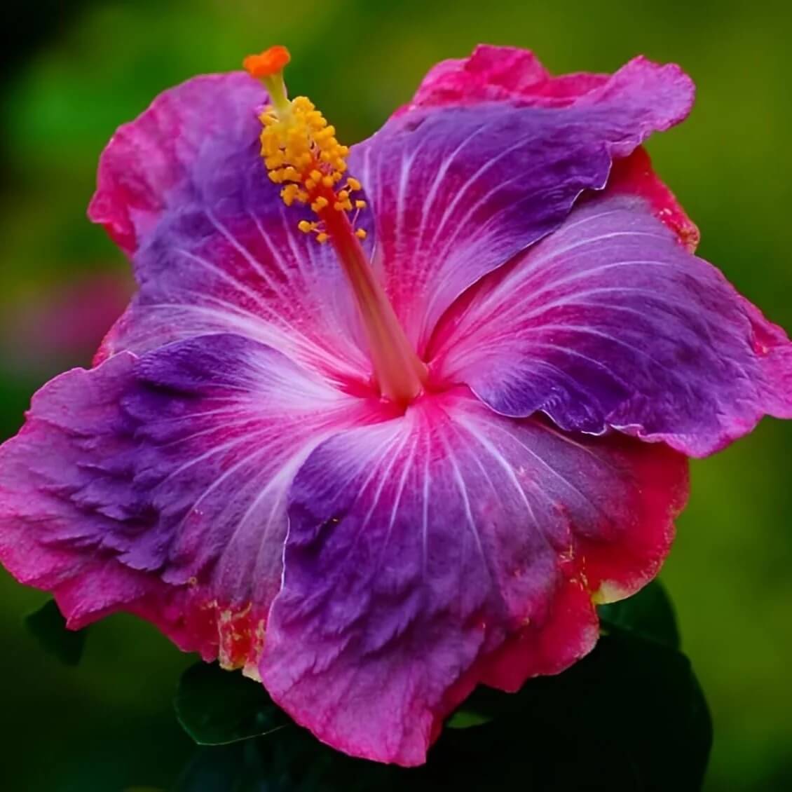 Rare Blue Pink Hibiscus Seeds - Heirloom Flower Garden Seeds for Growing