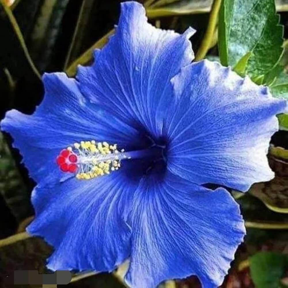 Rare Flower Collection Kit Seeds - Heirloom Flower Garden Seeds for Growing