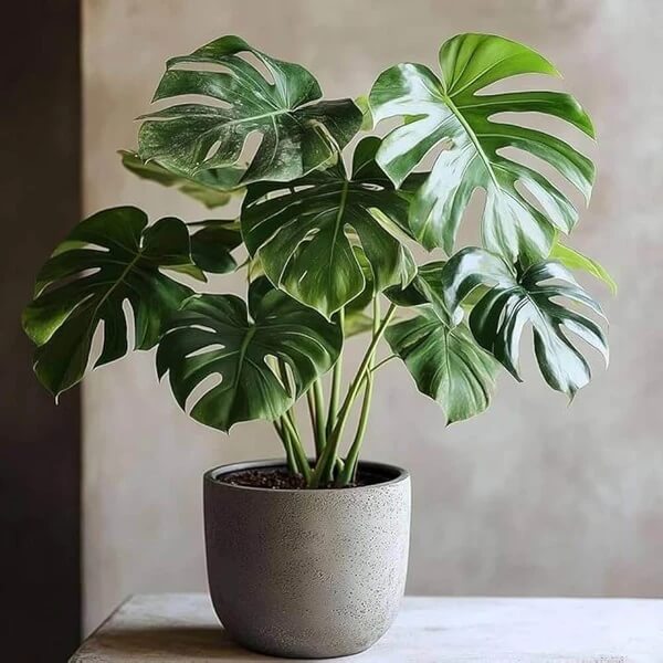 Rare Houseplants seeds
