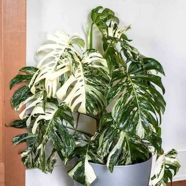 Rare Houseplants seeds