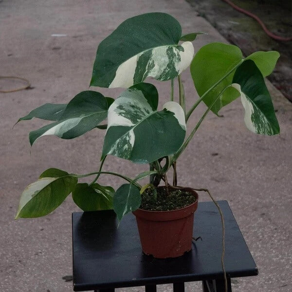 Rare Houseplants seeds