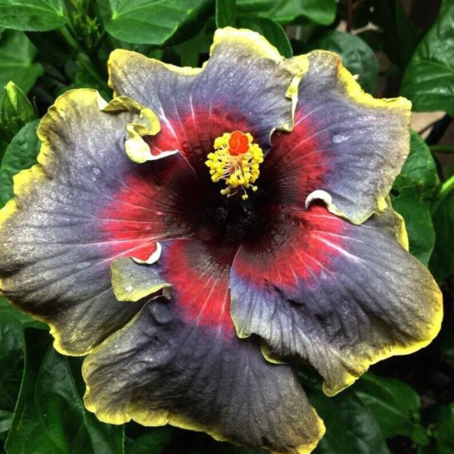Rare Mixed Hibiscus Seeds  - Heirloom Flower Garden Seeds for Growing