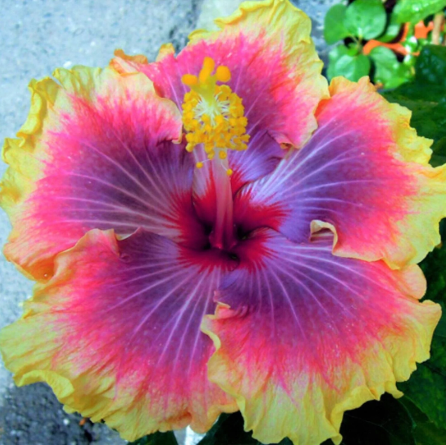 Rare Mixed Hibiscus Seeds  - Heirloom Flower Garden Seeds for Growing