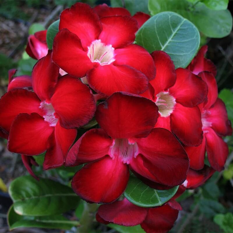 Red Adenium rose Seeds - Heirloom Flower Garden Seeds for Growing