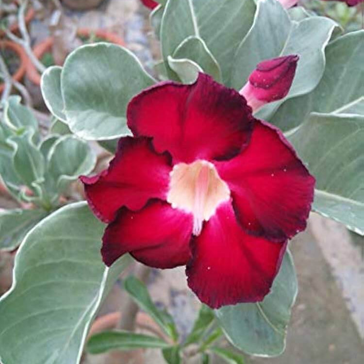 Red Adenium rose Seeds - Heirloom Flower Garden Seeds for Growing