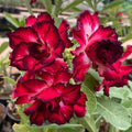 Red Adenium rose Seeds - Heirloom Flower Garden Seeds for Growing