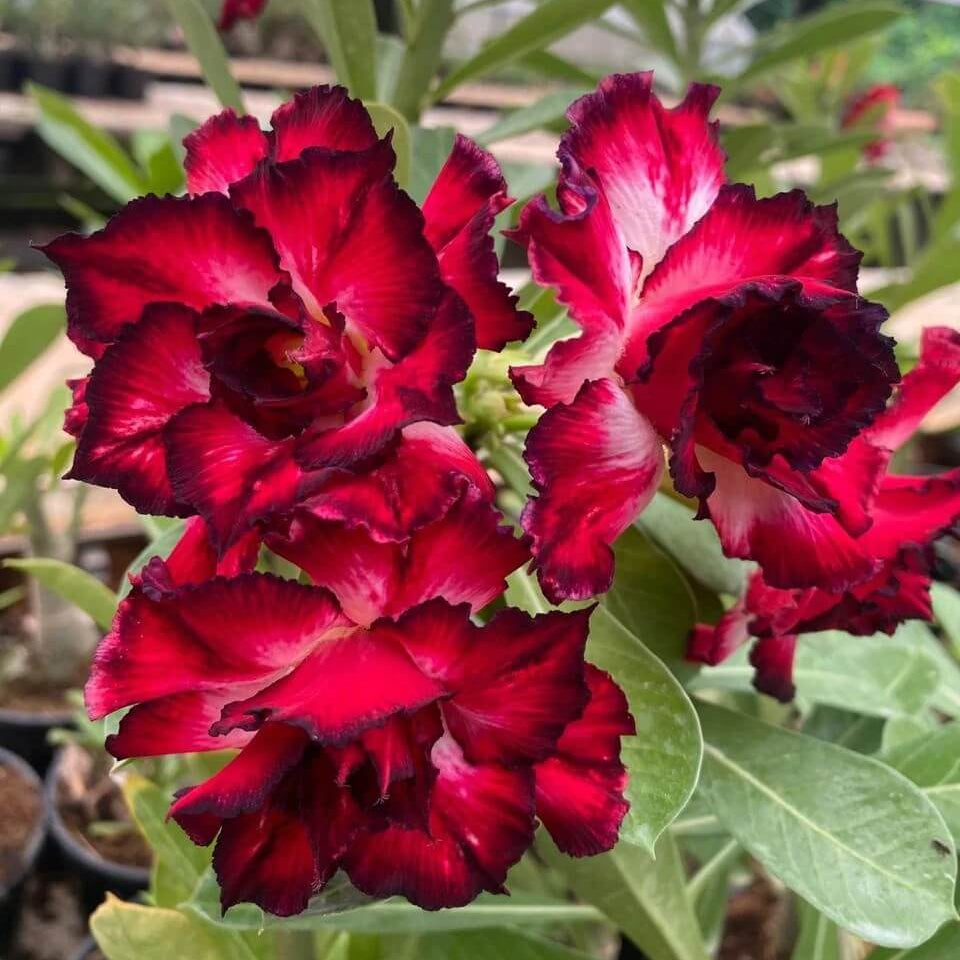 Red Adenium rose Seeds - Heirloom Flower Garden Seeds for Growing