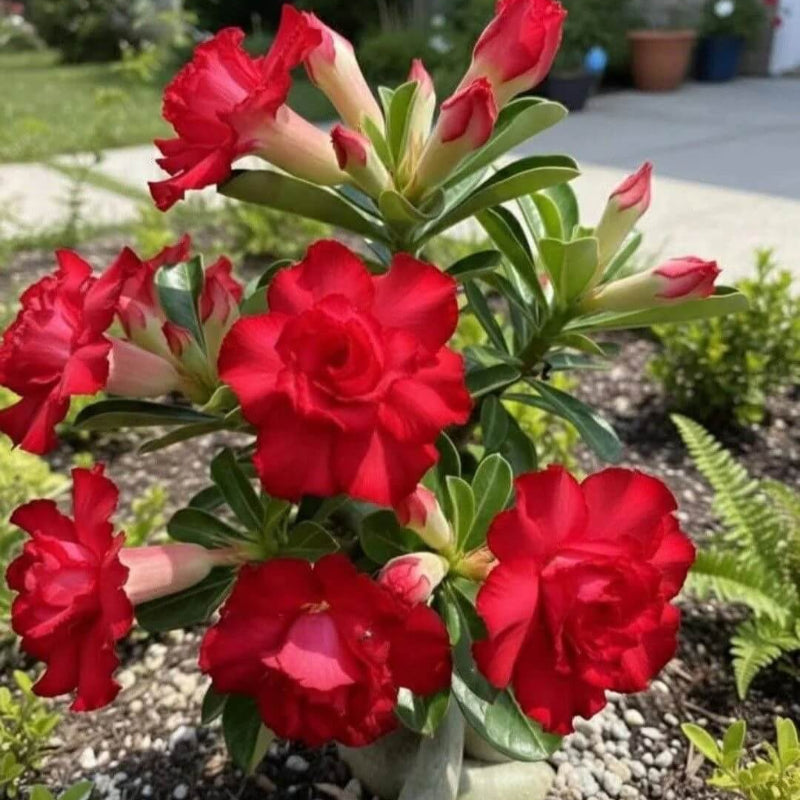 Red Adenium rose Seeds - Heirloom Flower Garden Seeds for Growing
