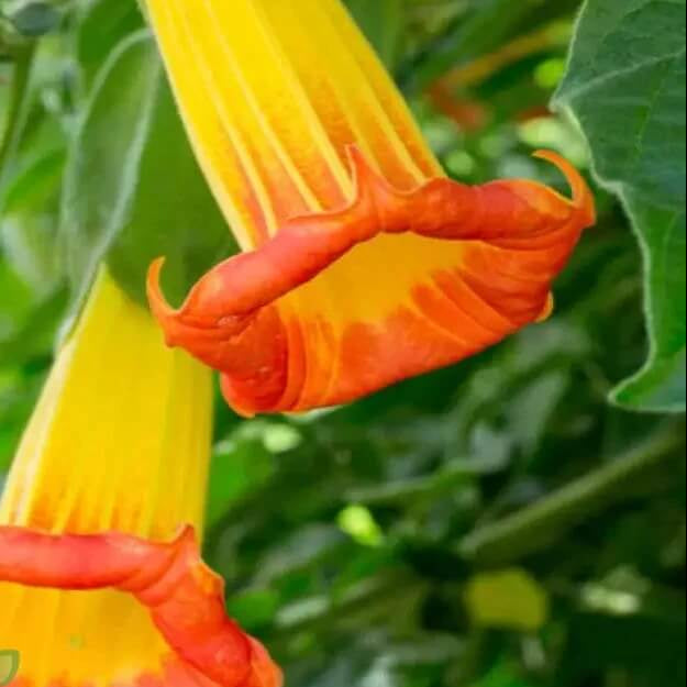 Red Angela Trumpet Brugmansia Sanguinea Seeds - Heirloom Flower Garden Seeds for Growing
