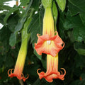 Red Angela Trumpet Brugmansia Sanguinea Seeds - Heirloom Flower Garden Seeds for Growing