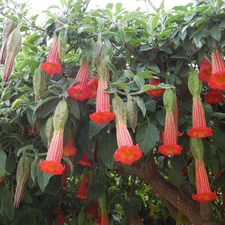 Red Angela Trumpet Brugmansia Sanguinea Seeds - Heirloom Flower Garden Seeds for Growing
