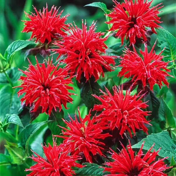 Red Bee Balm Seeds - Heirloom Flower Garden Seeds for Growing