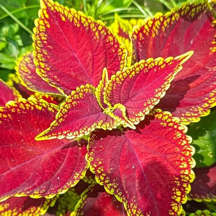 Red Coleus Seeds - Heirloom Flower Garden Seeds for Growing