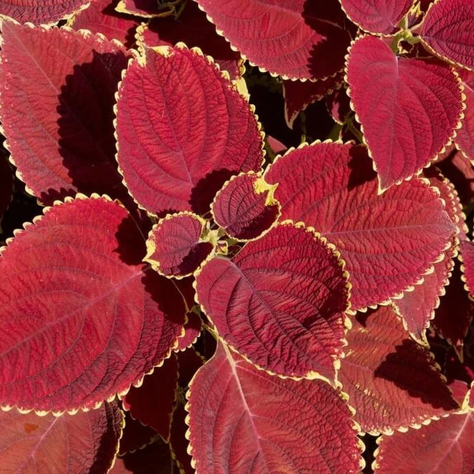 Red Coleus Seeds - Heirloom Flower Garden Seeds for Growing