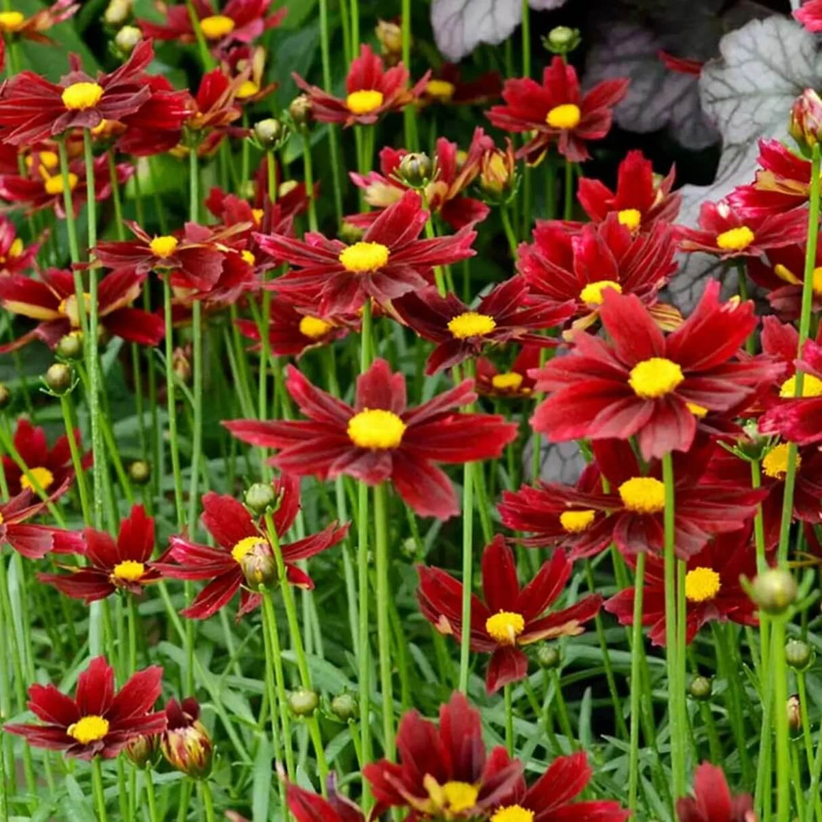Red Coreopsis Seeds -  Heirloom Flower Garden Seeds for Growing
