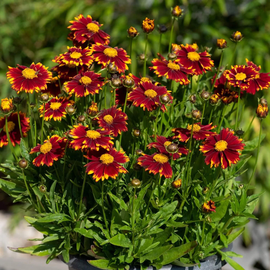 Red Coreopsis Seeds -  Heirloom Flower Garden Seeds for Growing