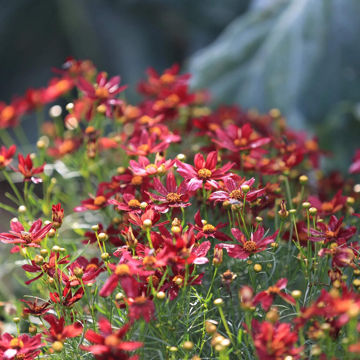 Red Coreopsis Seeds -  Heirloom Flower Garden Seeds for Growing