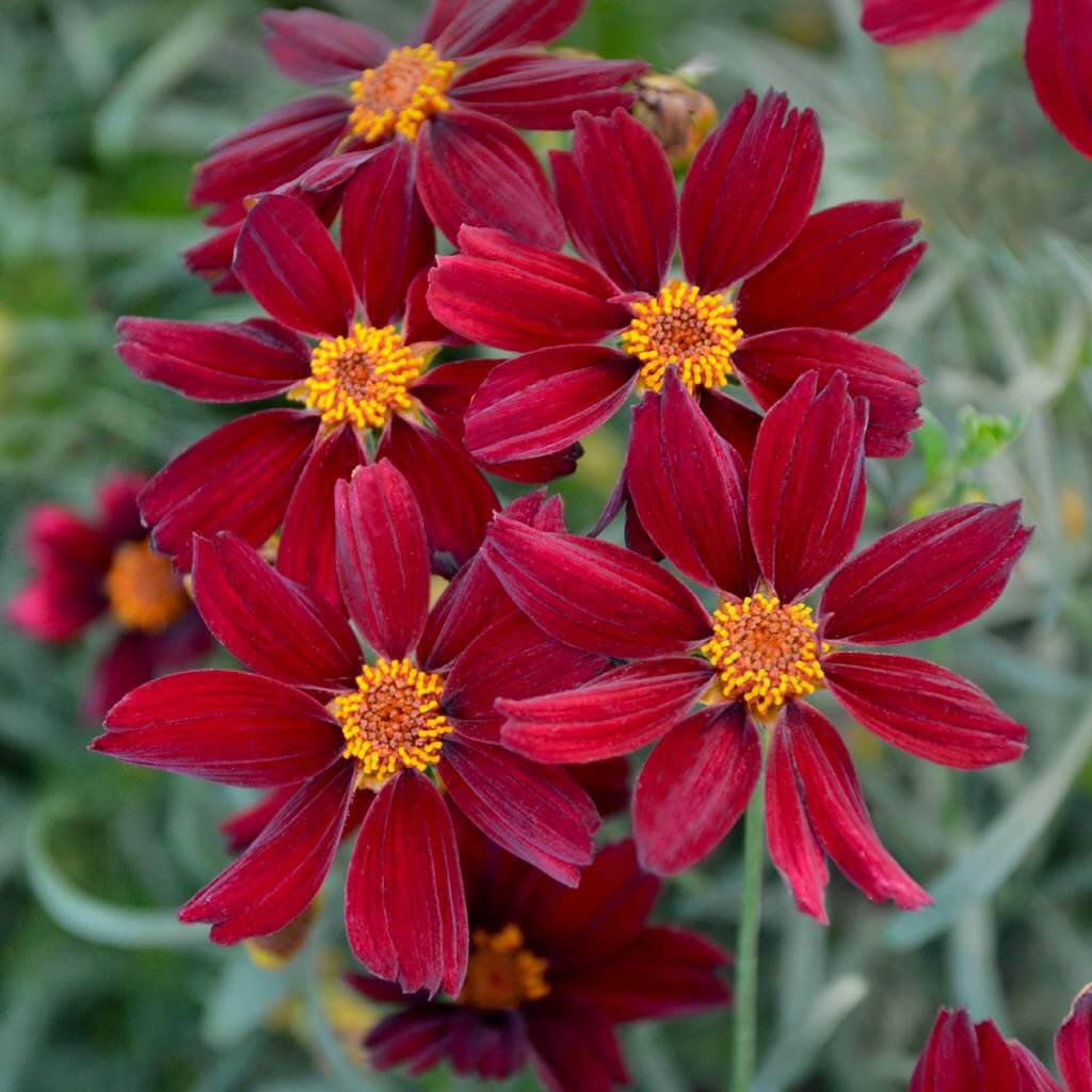 Red Coreopsis Seeds -  Heirloom Flower Garden Seeds for Growing