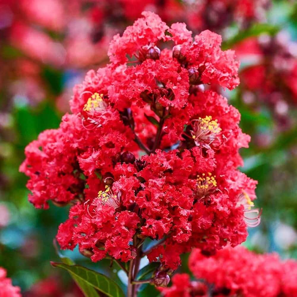 Red Crepe Myrtle Lagerstroemia indica Seeds - Heirloom Flower Garden Seeds for Growing