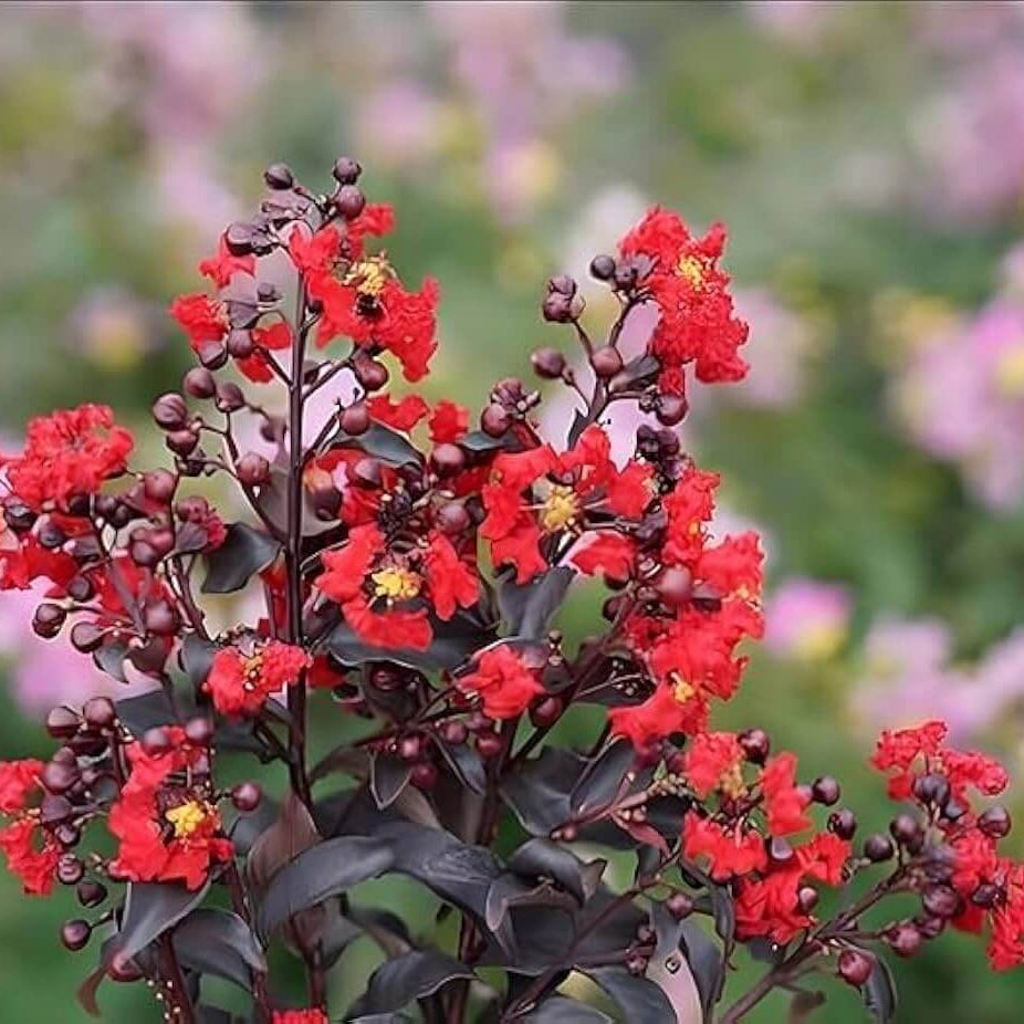 Red Crepe Myrtle Lagerstroemia indica Seeds - Heirloom Flower Garden Seeds for Growing