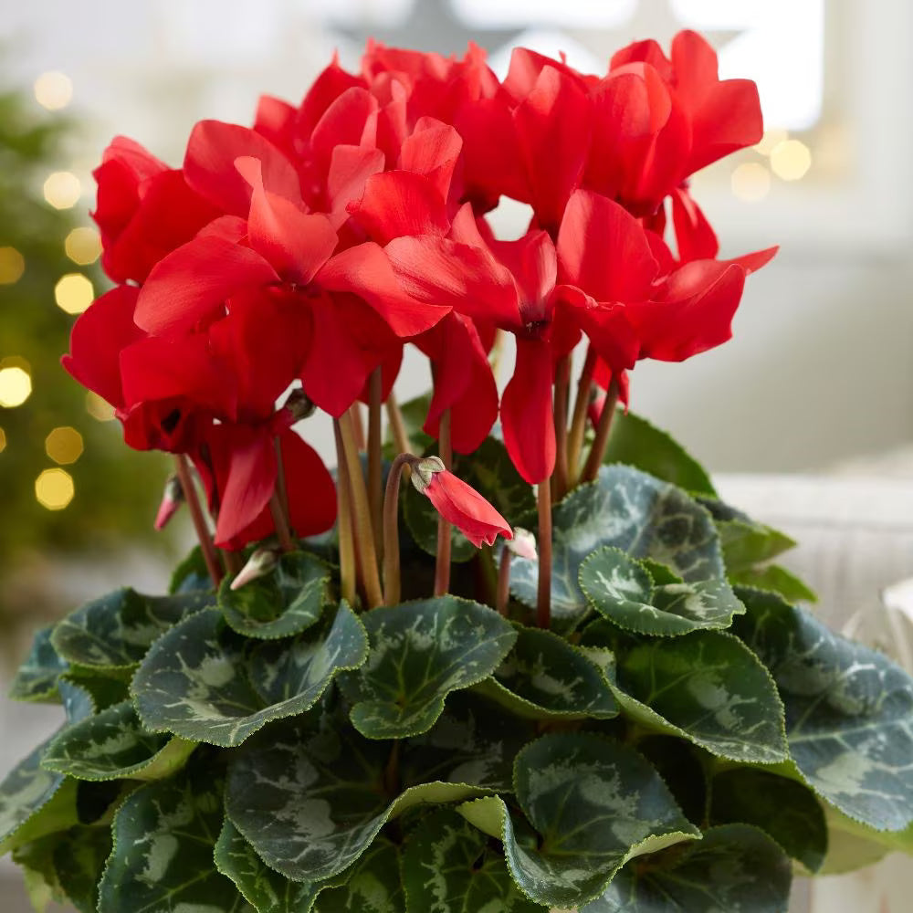 Red Cyclamen Seeds - Heirloom Flower Garden Seeds for Growing