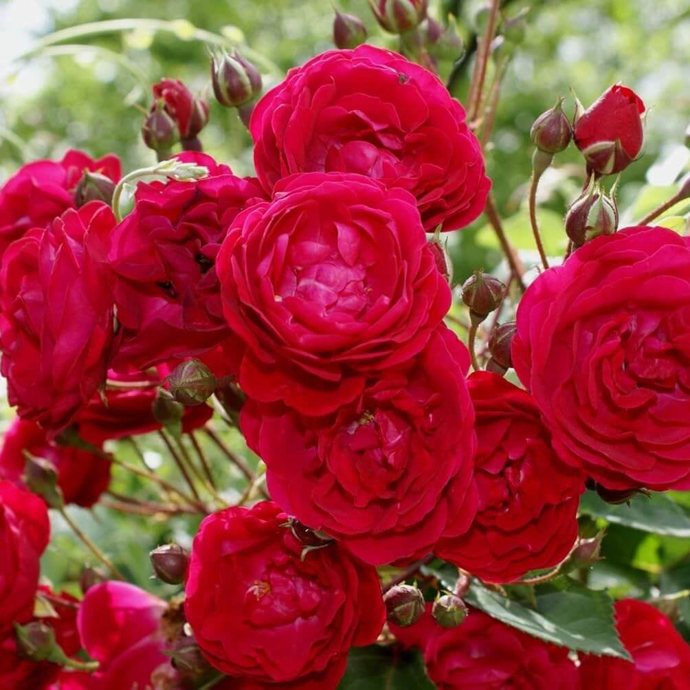 Red Double Petal Rose Seeds - Heirloom Flower Garden Seeds for Growing