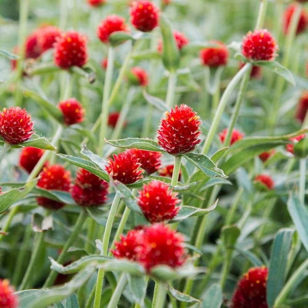 Red Gomphrena Seeds - Heirloom Flower Garden Seeds for Growing