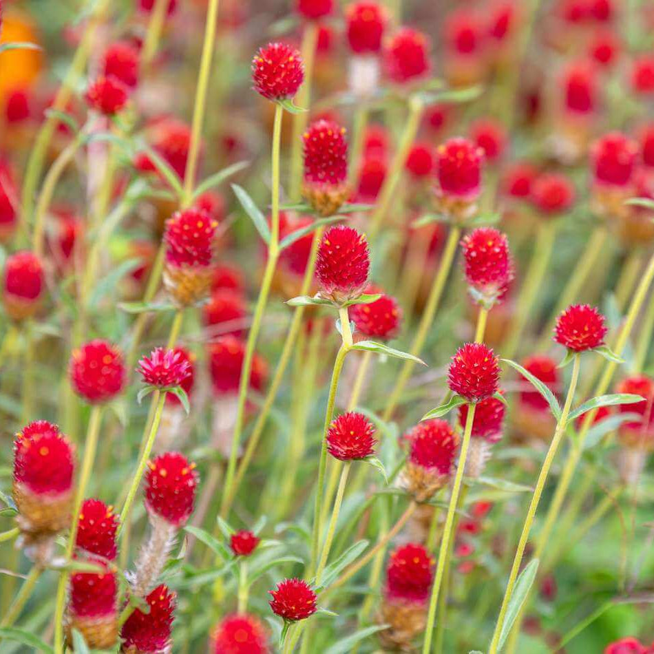 Red Gomphrena Seeds - Heirloom Flower Garden Seeds for Growing