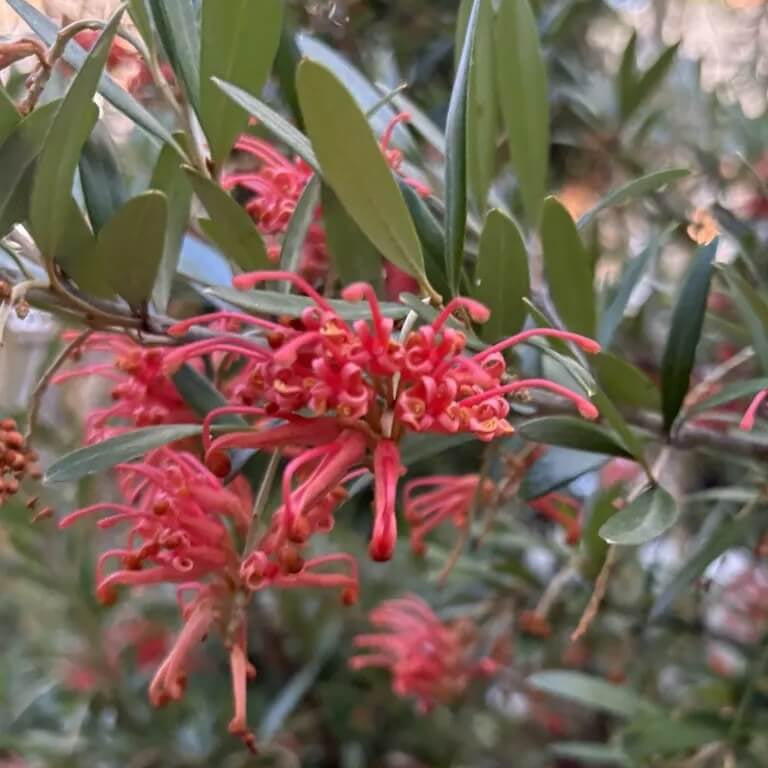 Red Grevillea Seeds - Heirloom Flower Garden Seeds for Growing