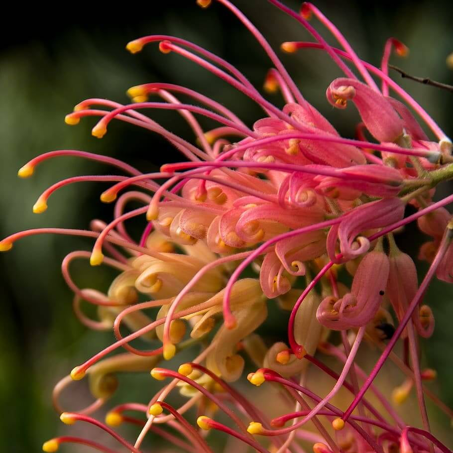 Red Grevillea Seeds - Heirloom Flower Garden Seeds for Growing