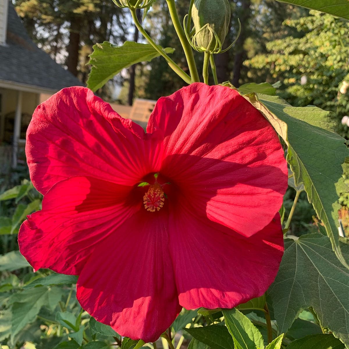 Red Hardy Hibiscus Seeds - Heirloom Flower Garden Seeds for Growing