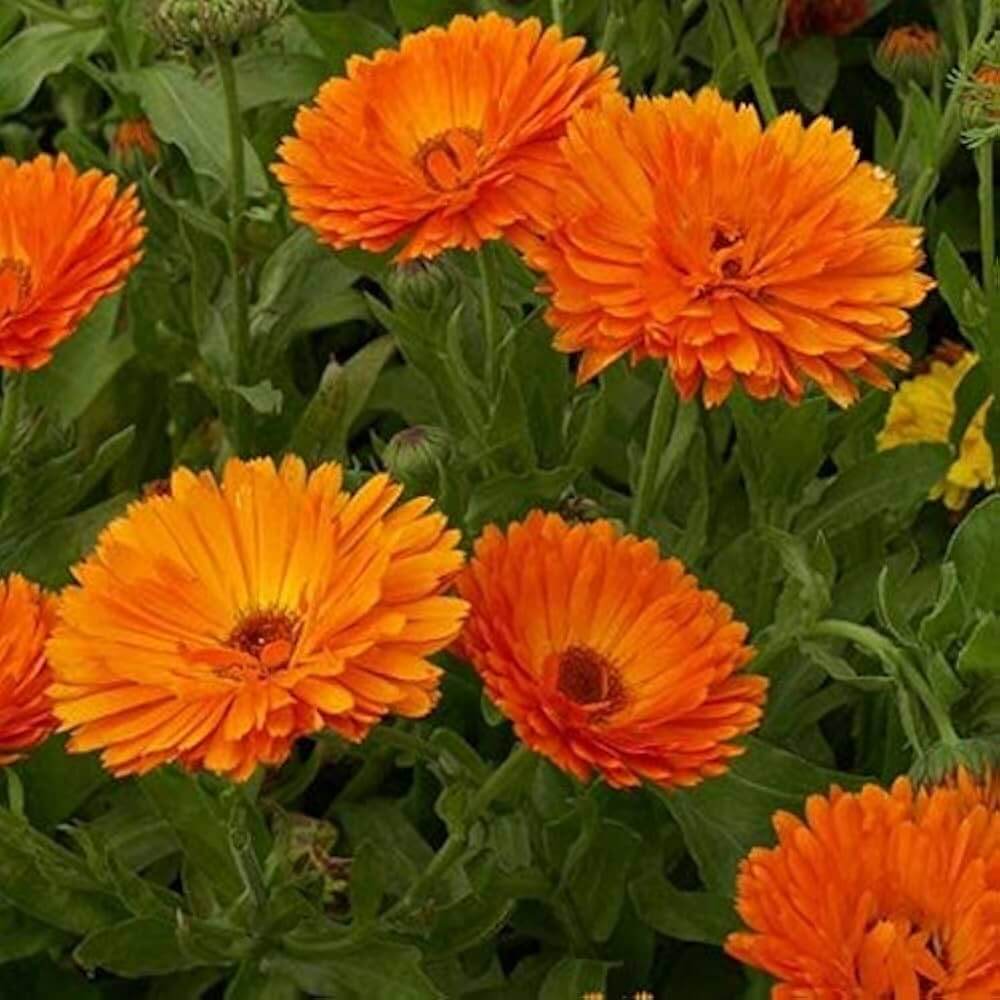 Red Heirloom Calendula Seeds - Heirloom Flower Garden Seeds for Growing