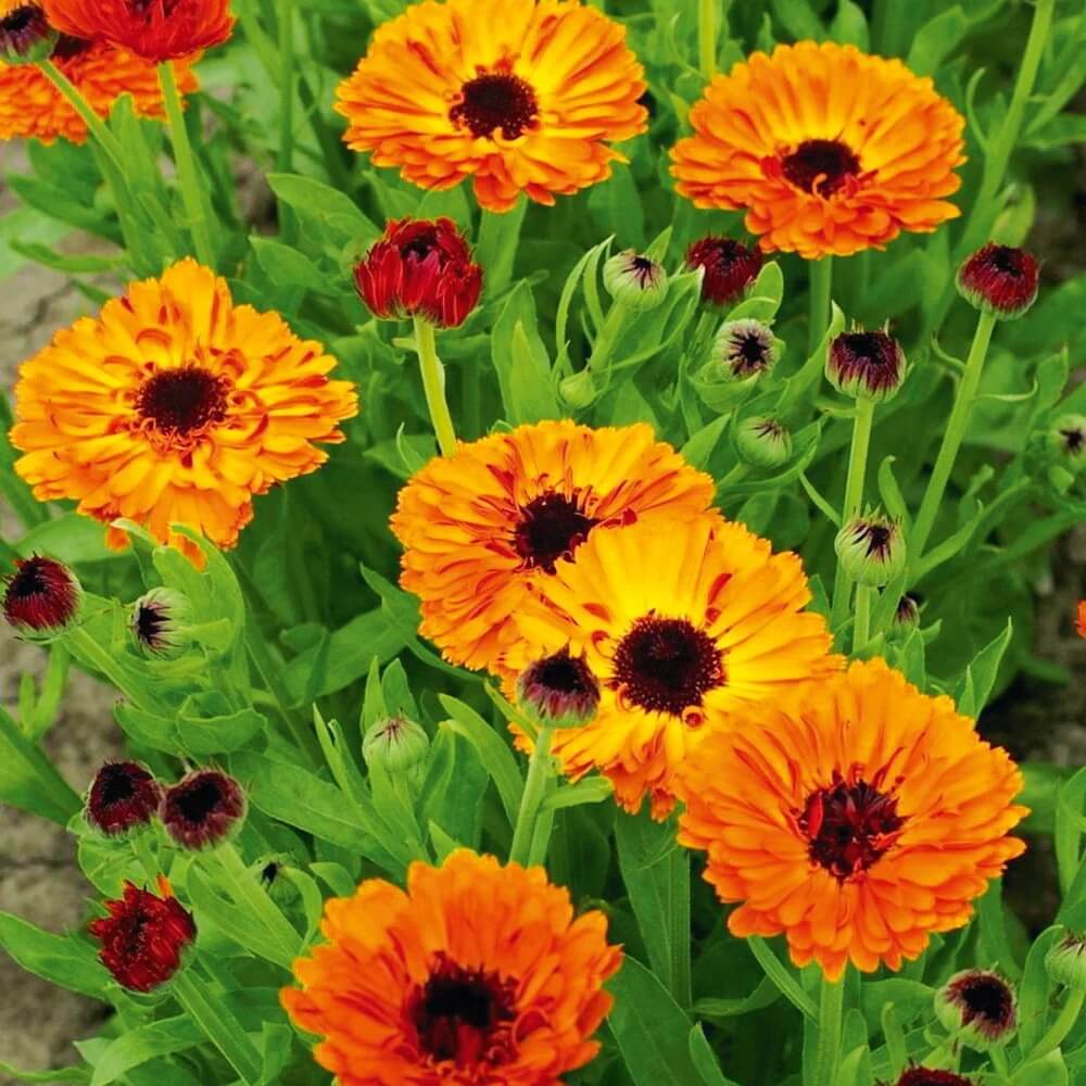 Red Heirloom Calendula Seeds - Heirloom Flower Garden Seeds for Growing